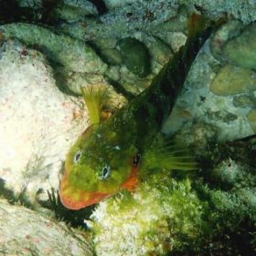 Cayo Levantado, Dominican Republic